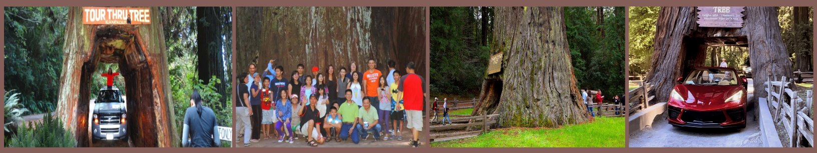 Redwood-national-park SightSeeing-Tours-hiking